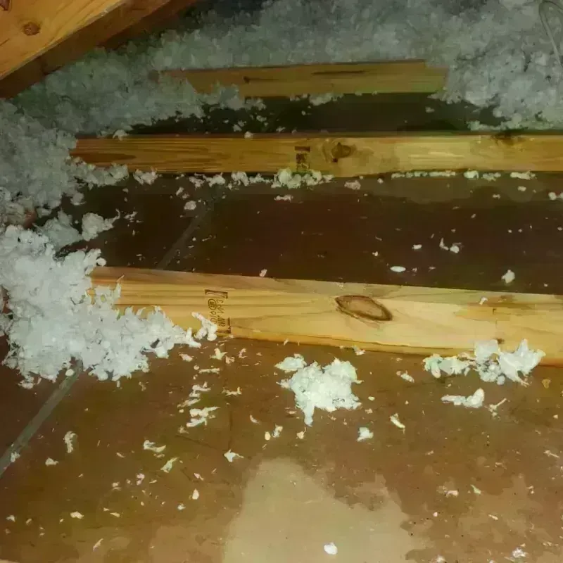 Attic Water Damage in Nacogdoches, TX